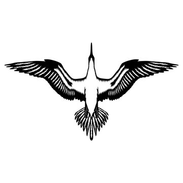 Diving Bird