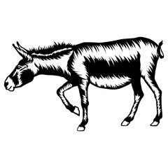 Donkey Walking