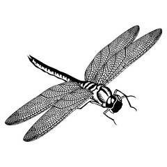 Dragonfly top view