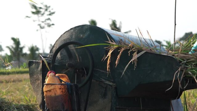 threshing rice grains using a machine when harvesting in the fields
