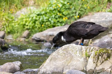A close-up shot of a hybrid adult female domestic duck (domestic breed Swedish Blue x wild Mallard) with distinctive black plumage and white neck, foraging on a rock, in the Water of Leith, Dunedin NZ