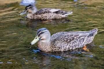 An adult male Mallard duck (Anas platyrhynchos) in non-breeding plumage (eclipse), just finished moulting, swimming in the Water of Leith, Dunedin, New Zealand