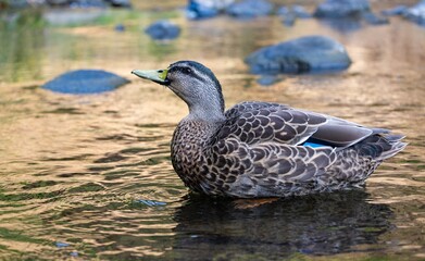 An adult male Mallard duck (Anas platyrhynchos) in non-breeding plumage (eclipse), just finished moulting, swimming in the Water of Leith, Dunedin, New Zealand