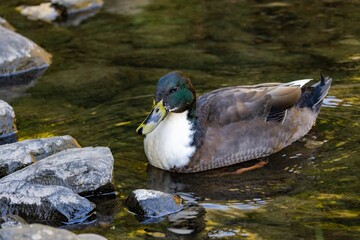 A close-up shot of a hybrid subadult male domestic duck (Swedish Blue breed x wild Mallard), with green head and distinctive white breast and primaries, swimming in the Water of Leith, Dunedin, NZ
