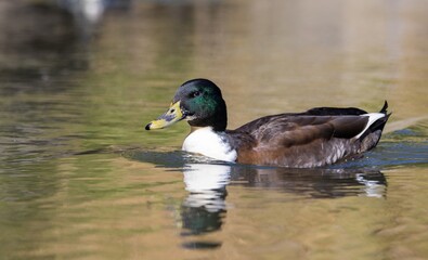 A close-up shot of a hybrid subadult male domestic duck (Swedish Blue breed x wild Mallard), with...