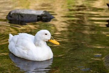 A close-up shoot of an 18 years old female domestic white duck (the domestic breed Pekin) living in the wild, swimming in the Water of Leith, Dunedin, New Zealand