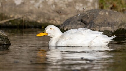 A close-up shoot of an 18 years old female domestic white duck (the domestic breed Pekin) living in...