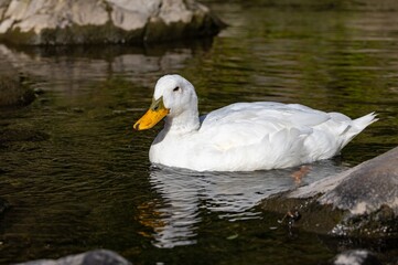 A close-up shoot of an 18 years old female domestic white duck (the domestic breed Pekin) living in the wild, swimming in the Water of Leith, Dunedin, New Zealand
