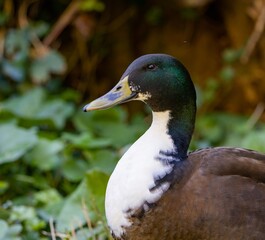 A close-up portrait of a young male hybrid domestic duck (the domestic breed Swedish Blue x wild Mallard), showing the beautiful green head and the white neck and breast, in Dunedin, New Zealand