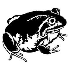 Frog Banjo Frog