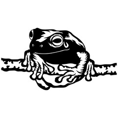 Frog On A Branch