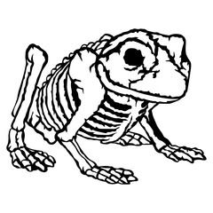 Frog Skeleton Frog Amphibian Frog