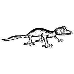 Gecko