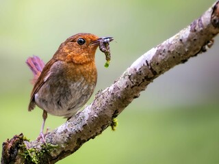 森の中でエサを見つけてくわえたまま枝に留まっているコマドリの雌