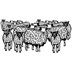 Herd of Sheep