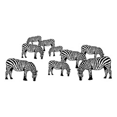 Herd of Zebras