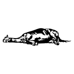 Horse Lying Down