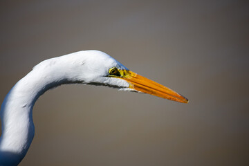 Garça Branca (Egretta thula)	
