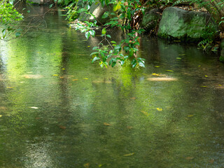 新緑の中を流れる小川の風景