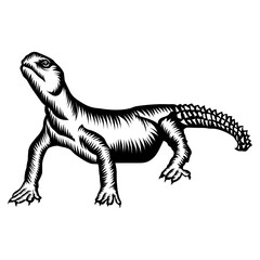 Lizard Spiny-tailed Lizard