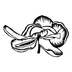 Magnolia Flower Bloom Flower Floral Magnolia