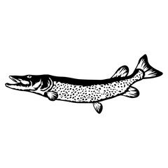 Muskellunge Fish Fishing Muskellunge