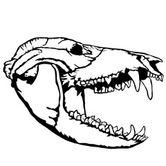 Opossum Skull