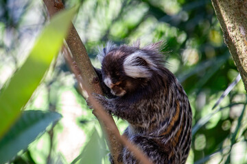 Sagui-de-tufo-branco, sagui-do-nordeste, mico-estrela ou sagui-comum	
