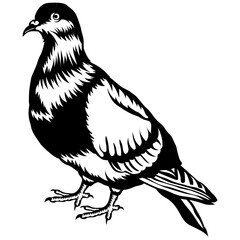 Pigeon