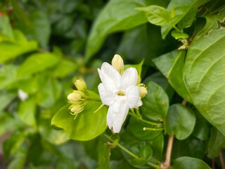 White Jasmine Flower in Full Bloom