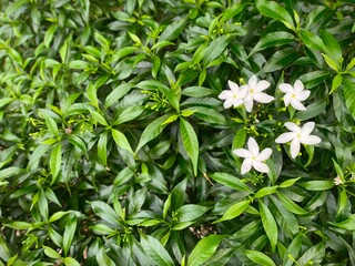 White Flowers Amidst Lush Green Leaves