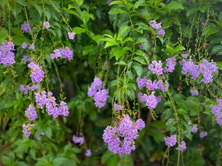 Delicate Purple Flowers in Full Bloom