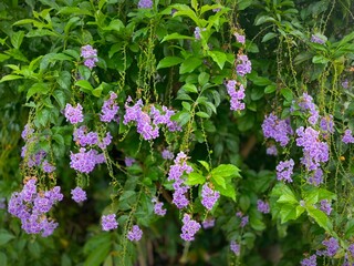 Purple Flowers Blooming on a Green Bush