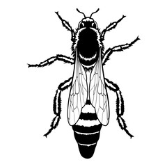 Queen Bee Bee Honey Bee Bee