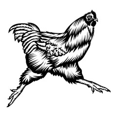 Running Rooster