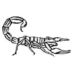 Scorpon Side View