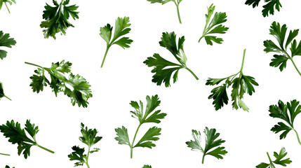 Fototapeta premium Parsley herb on white background