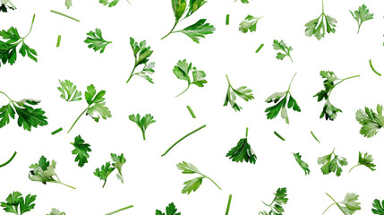 Fototapeta premium Parsley herb on white background
