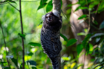 Sagui-de-tufo-branco, sagui-do-nordeste, mico-estrela ou sagui-comum	
