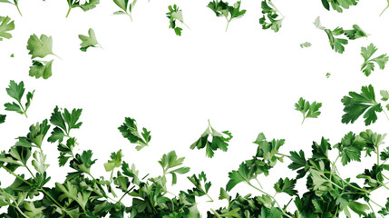 Obraz premium Parsley herb on white background