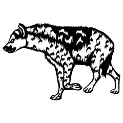 Spotted Hyena Hyena Safari Animals Hyena