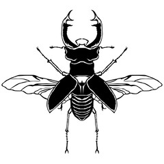 Stag beetle