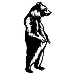 Standing Bear Funny Bear Funny Bear Bear
