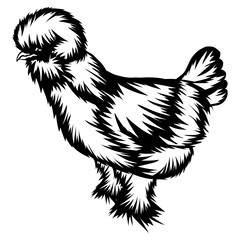 Sultan Chicken  Chicken Farm Animal Chicken