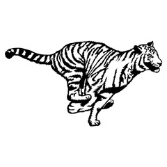 Tiger running