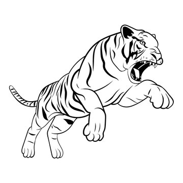 Tiger Full Body
