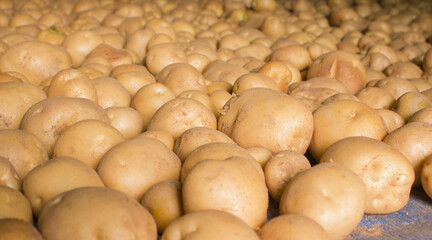 Fresh potatoes on the farm.