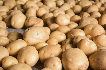 Fototapeta premium Fresh potatoes on the farm.