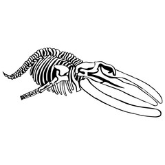 Whale Skeleton Whale Sea Creatures Whale