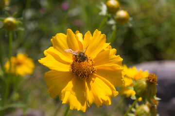 Golden-Wave flower on nature background